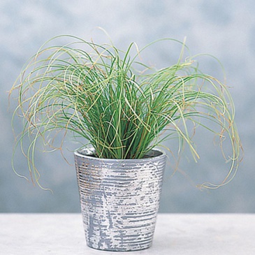 Осока беловатая (Carex albula)