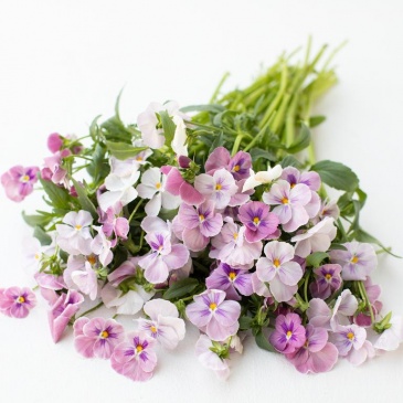 Виола виттрока (Viola wittrockiana)