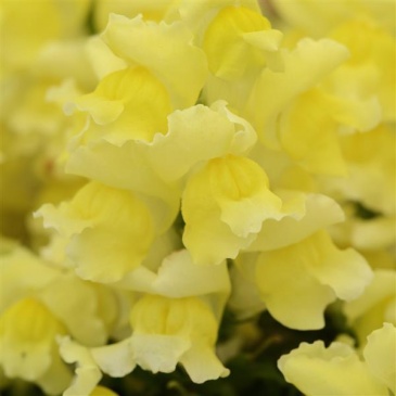 Львиный зев (Антирринум) большой (Antirrhinum majus)