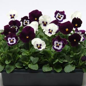 Виола виттрока (Viola wittrockiana)