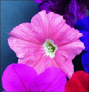 Петуния крупноцветковая (Petunia grandiflora)