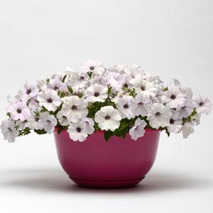 Петуния ампельная гибридная (Petunia х hybrida)