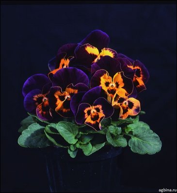 Виола гибридная (Viola wittrockiana x cornuta)