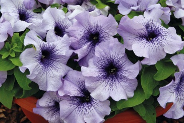 Петуния крупноцветковая (генетически компактная) (Petunia grandiflora)