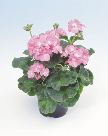 Герань (пеларгония садовая) (Pelargonium x hortorum)
