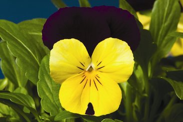 Виола рогатая (Viola cornuta)