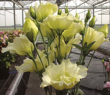 Лизиантус (Эустома) крупноцветковый (Lisianthus grandiflorum)