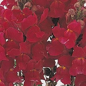Львиный зев (Антирринум) большой (Antirrhinum majus)