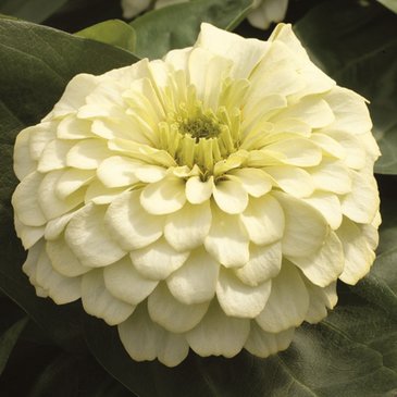 Цинния изящная (Zinnia elegans)