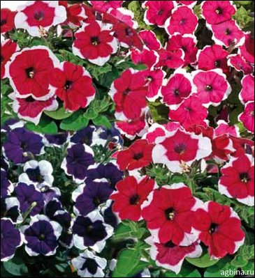 Петуния мелкоцветковая (Petunia milliflora)