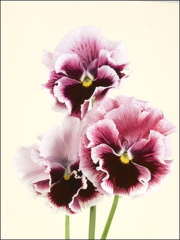 Виола Виттрока бахромчатая (Viola wittrockiana)