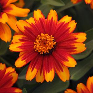 Цинния мариландская (Zinnia marylandica)