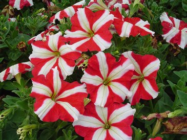Петуния многоцветковая (Petunia multiflora)