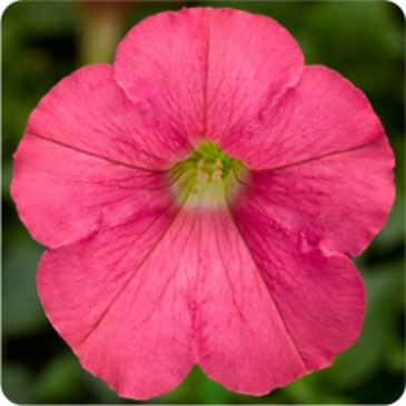 Петуния ампельная гибридная (Petunia x hybrida)