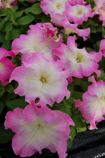 Петуния крупноцветковая (генетически компактная) (Petunia grandiflora)