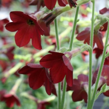 Табак гибридный (Nicotiana x hybrida)
