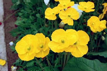 Мак голостебельный (Papaver nudicaule)