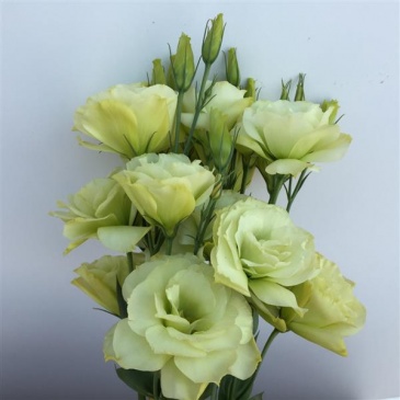 Лизиантус (Эустома) крупноцветковый (Lisianthus grandiflorum)