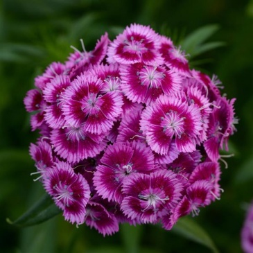 Гвоздика турецкая (Dianthus barbatus)