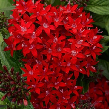 Пентас ланцетовидный (Pentas lanceolata)
