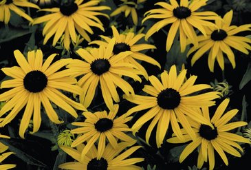 Рудбекия блестящая (Rudbeckia fulgida)