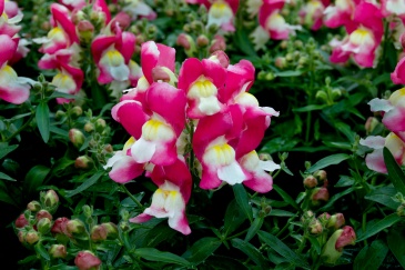 Львиный зев (Антирринум) большой (Antirrhinum majus)