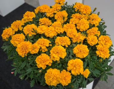 Бархатцы отклоненные (Tagetes patula)