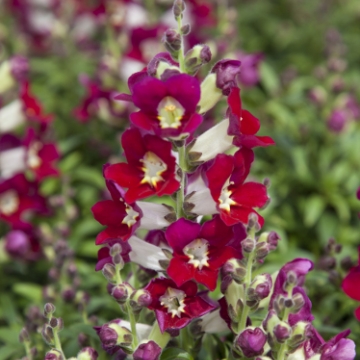 Львиный зев (Антирринум) большой (Antirrhinum majus)