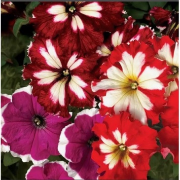 Петуния крупноцветковая гофрированная (Petunia grandiflora)