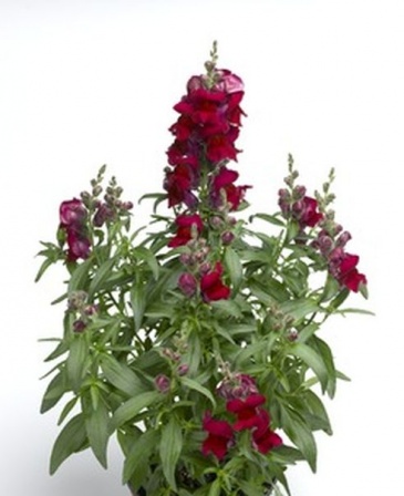 Львиный зев (Антирринум) большой (Antirrhinum majus)