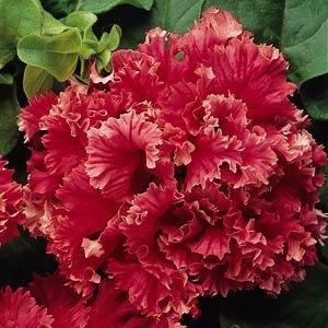 Петуния крупноцветковая махровая (Petunia grandiflora)