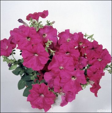 Петуния ампельная гибридная (Petunia x hybrida)