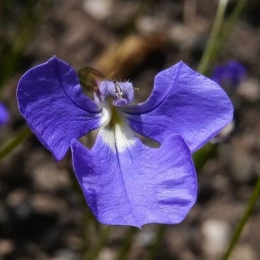 Лобелия тончайшая (Lobelia tenuior)
