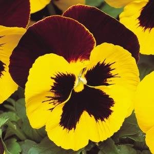 Виола виттрока (Viola wittrockiana)