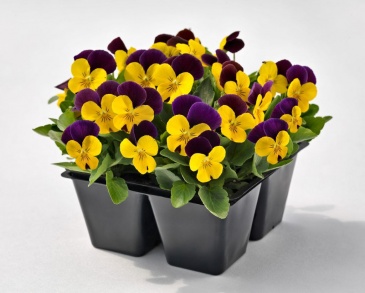 Виола рогатая (Viola cornuta)