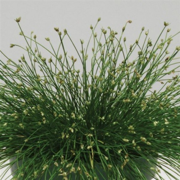 Изолепис изящный поникший (Isolepis gracilis var. cernuus)