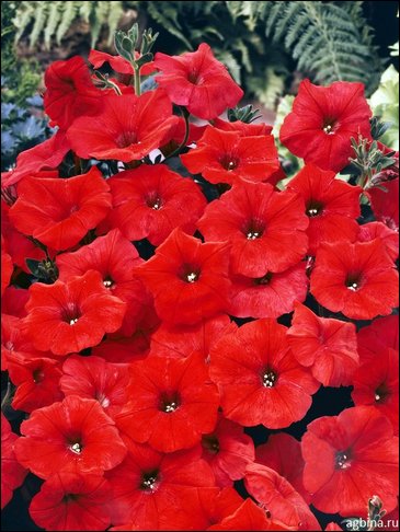 Петуния ампельная гибридная (Petunia x hybrida)