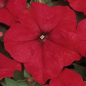 Петуния крупноцветковая (Petunia grandiflora)