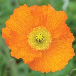 Мак голостебельный (Papaver nudicaule)