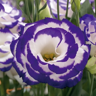 Лизиантус (Эустома) крупноцветковый (Lisianthus grandiflorum)