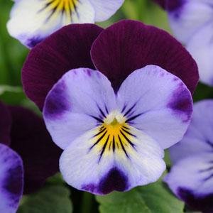 Виола рогатая (Viola cornuta)