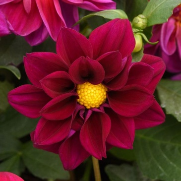 Георгина гибридная (Dahlia hybrida)