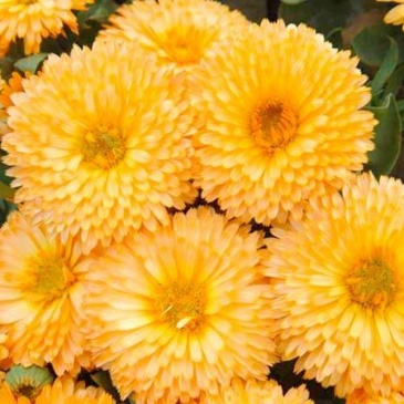 Календула лекарственная (Calendula officinalis)