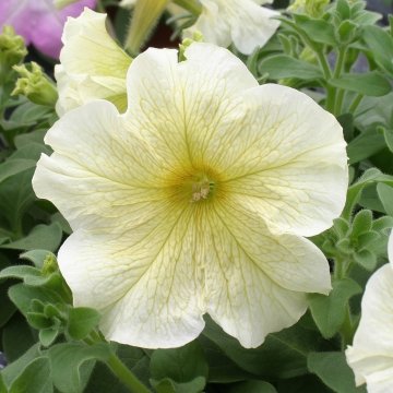 Петуния крупноцветковая (Petunia grandiflora)
