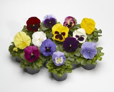 Виола Виттрока (Viola wittrockiana)