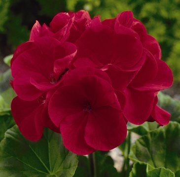 Герань (пеларгония садовая) (Pelargonium x hortorum)