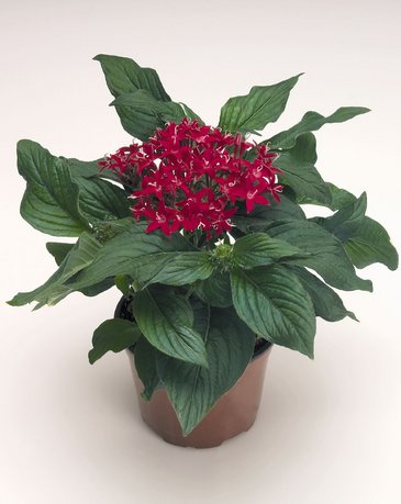 Пентас ланцетовидный (Pentas lanceolata)
