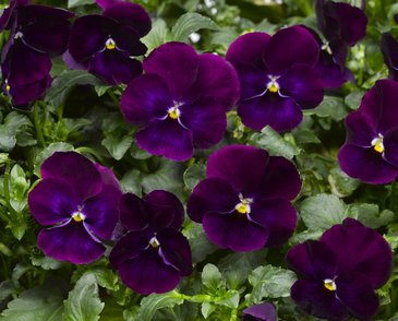 Виола Виттрока ампельная (Viola wittrockiana)