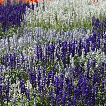 Шалфей мучнистый (Salvia farinacea)