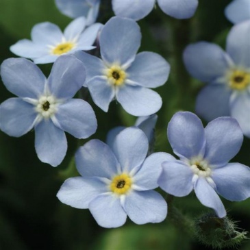 Незабудка лесная (Myosotis sylvatica)